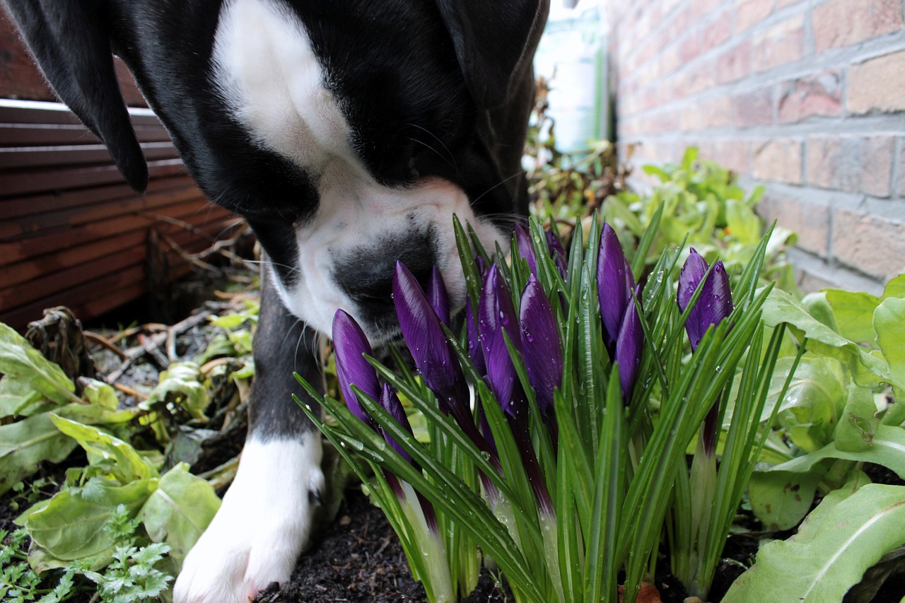 dog boxer pet free photo