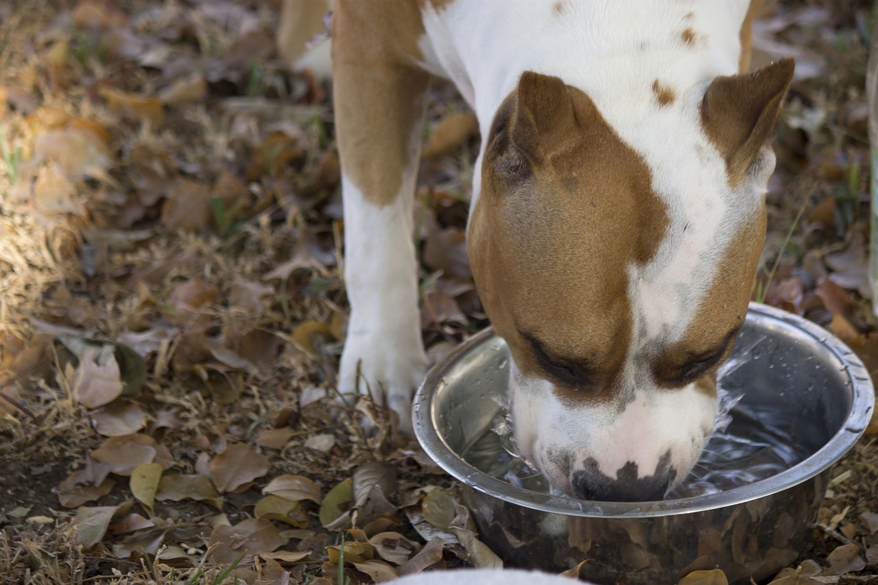 dog drink water thirsty free photo