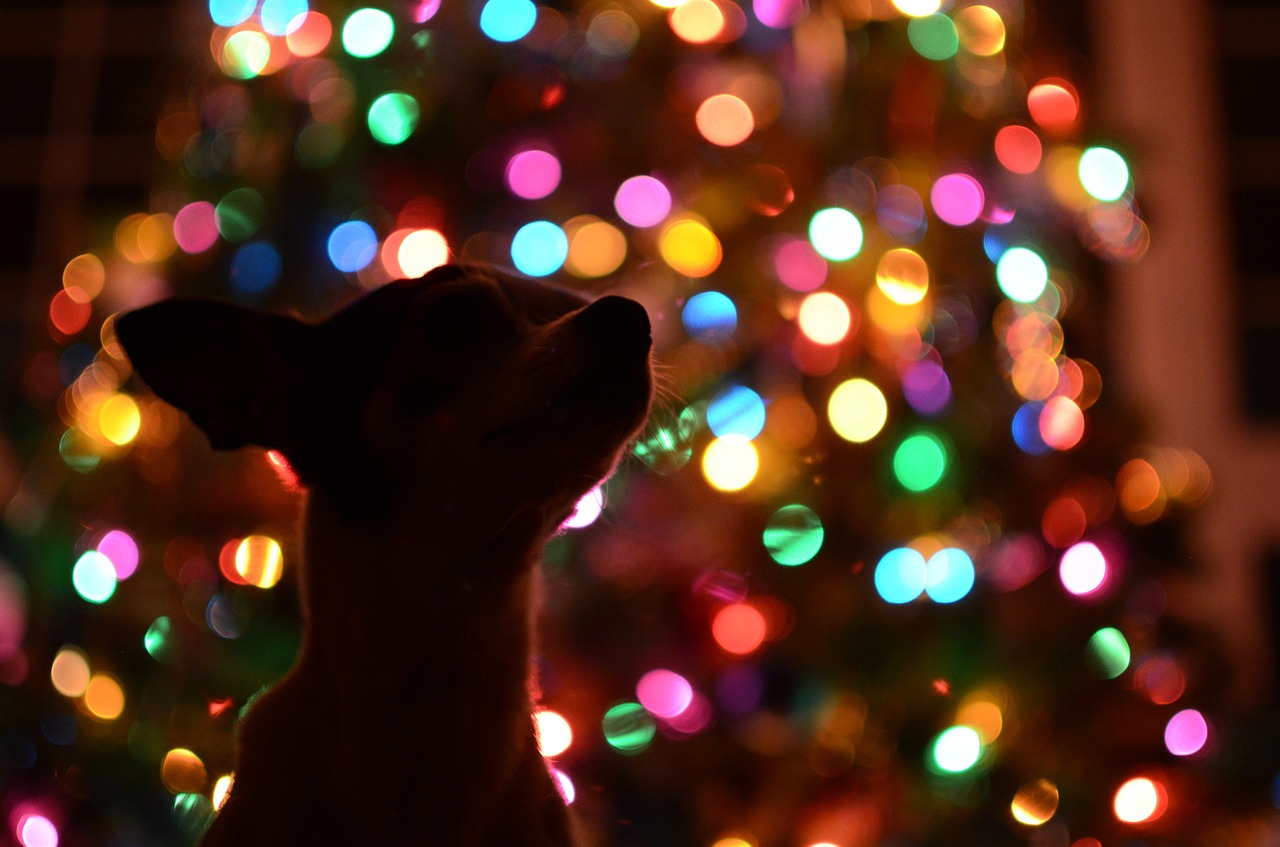 dog christmas tree dark free photo