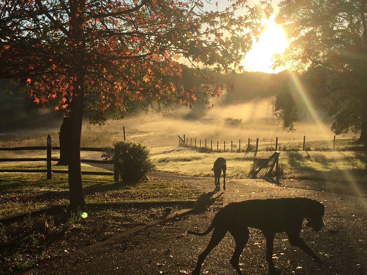 dog sunrise morning free photo