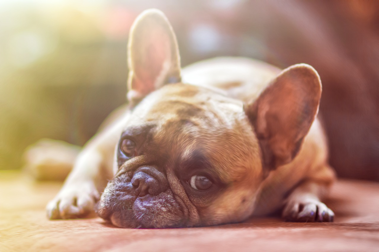 dog model french bulldog free photo