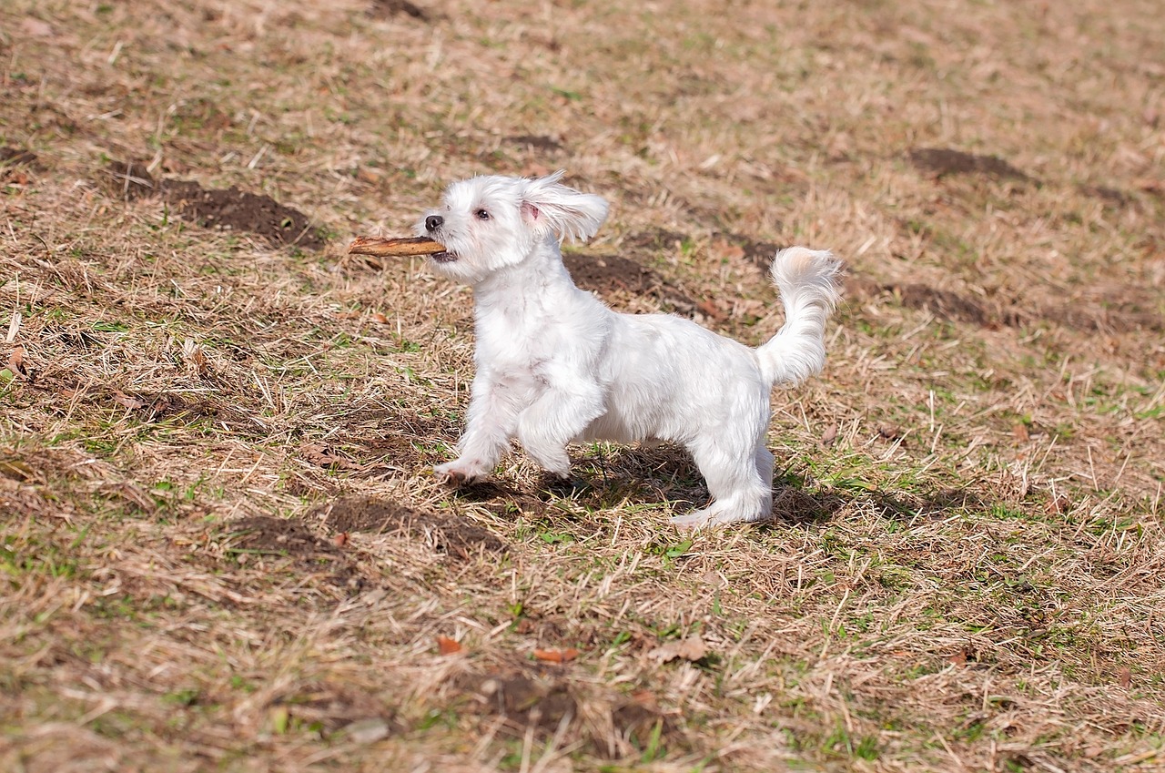 dog young dog maltese free photo