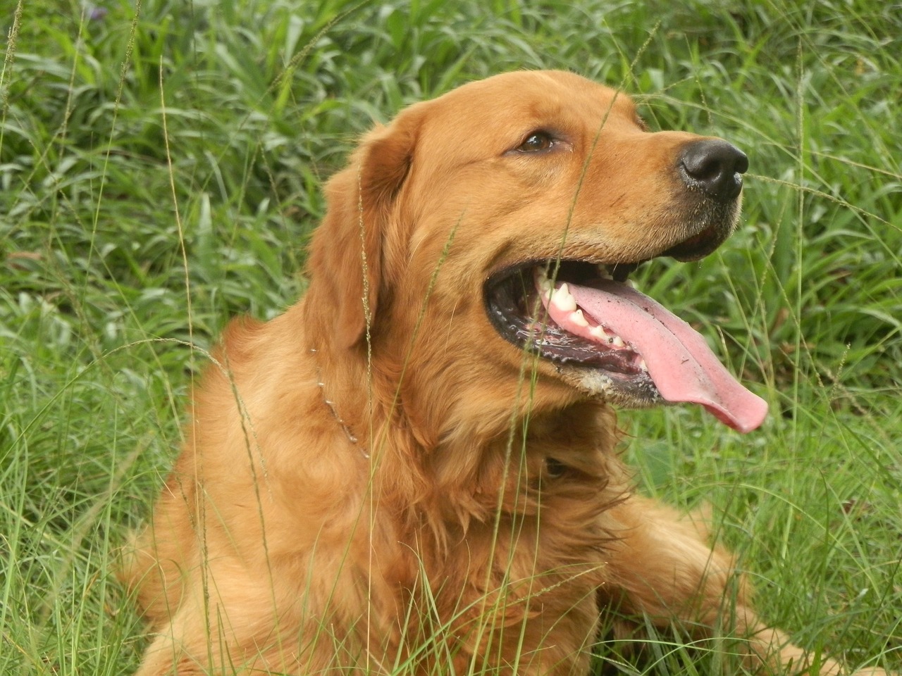 dog golden retriever free photo