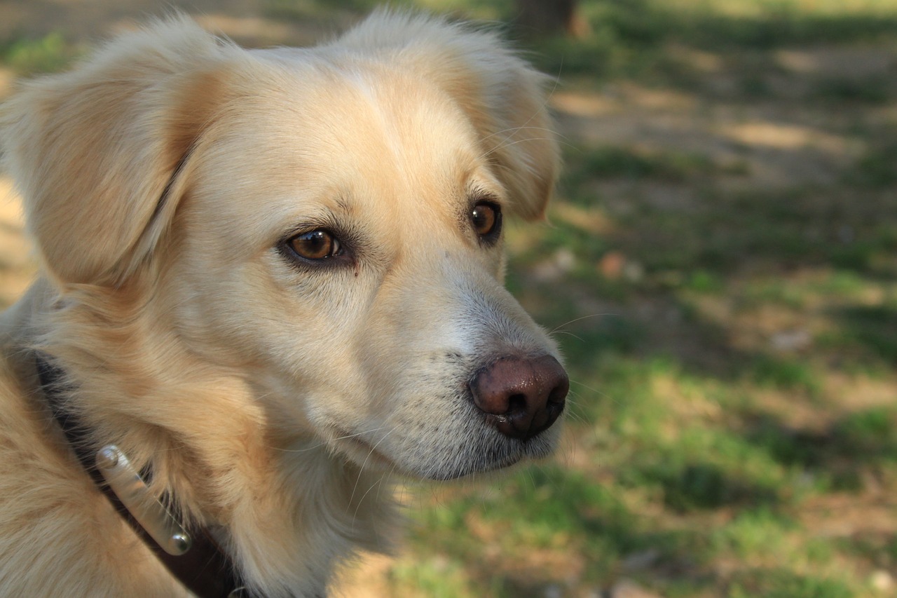 dog portrait park free photo