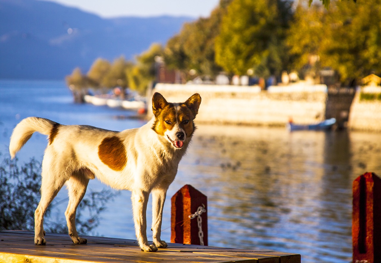 dog lake pets free photo