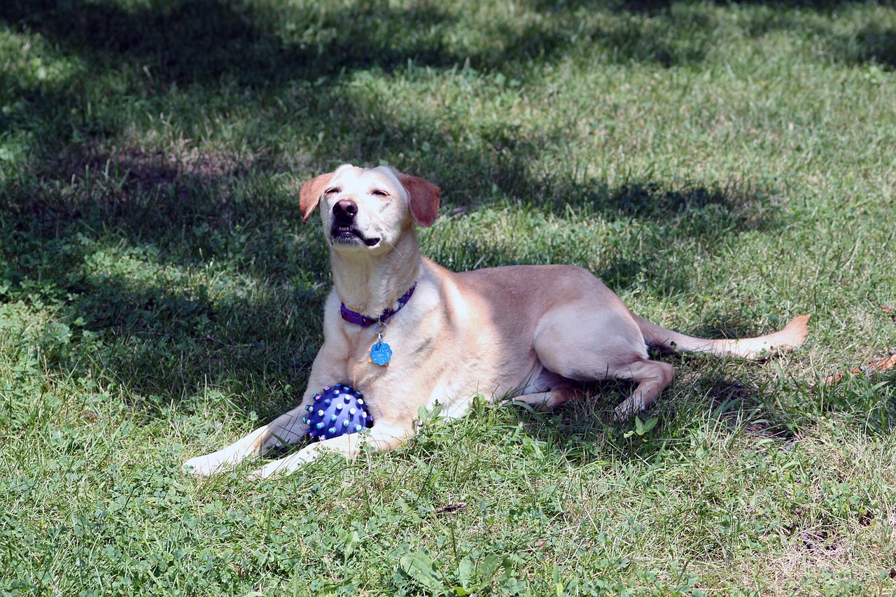 dog rescue ball free photo