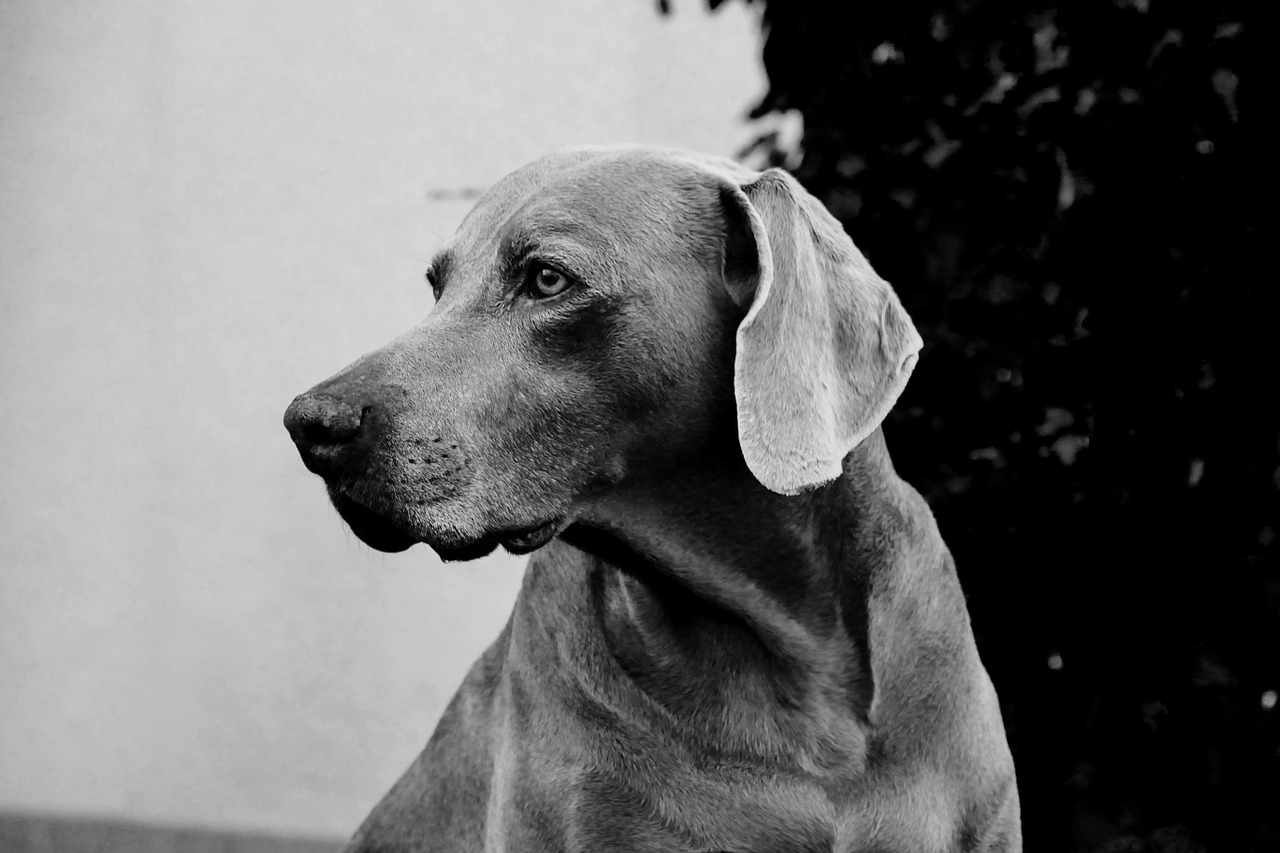 dog weimaraner animal free photo