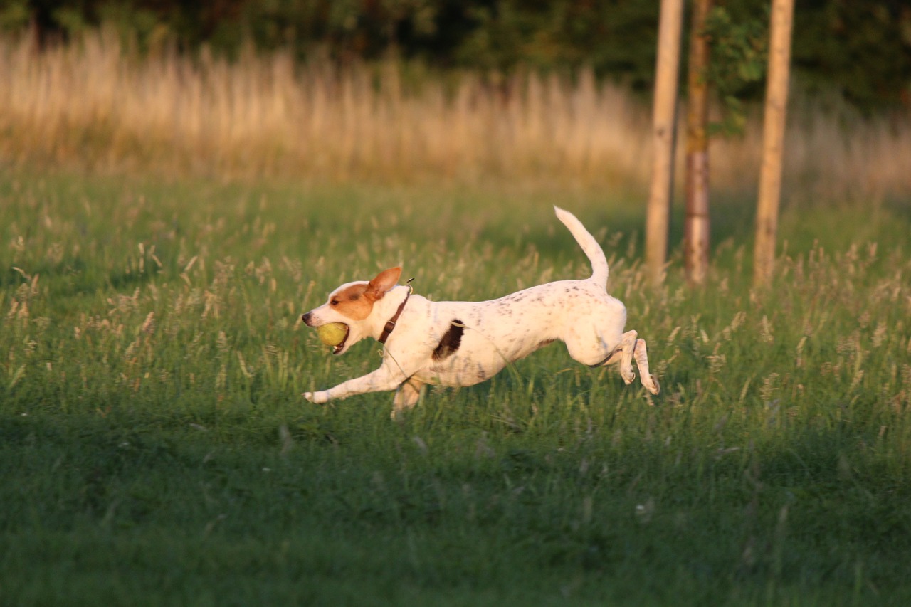 dog play ball game free photo