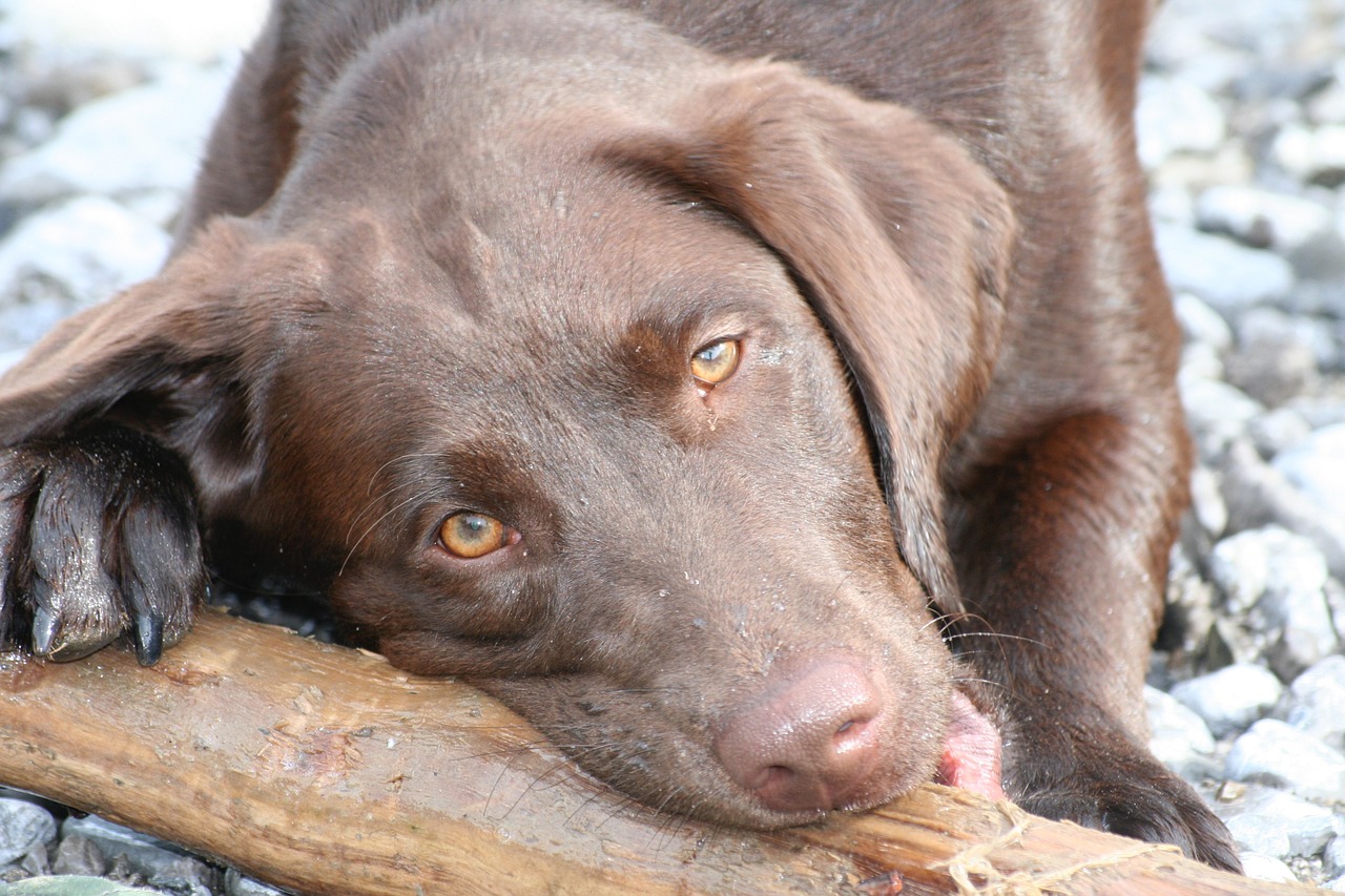 dog labrador brown free photo