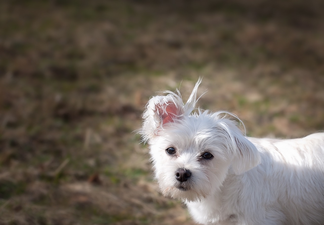 dog young dog white free photo