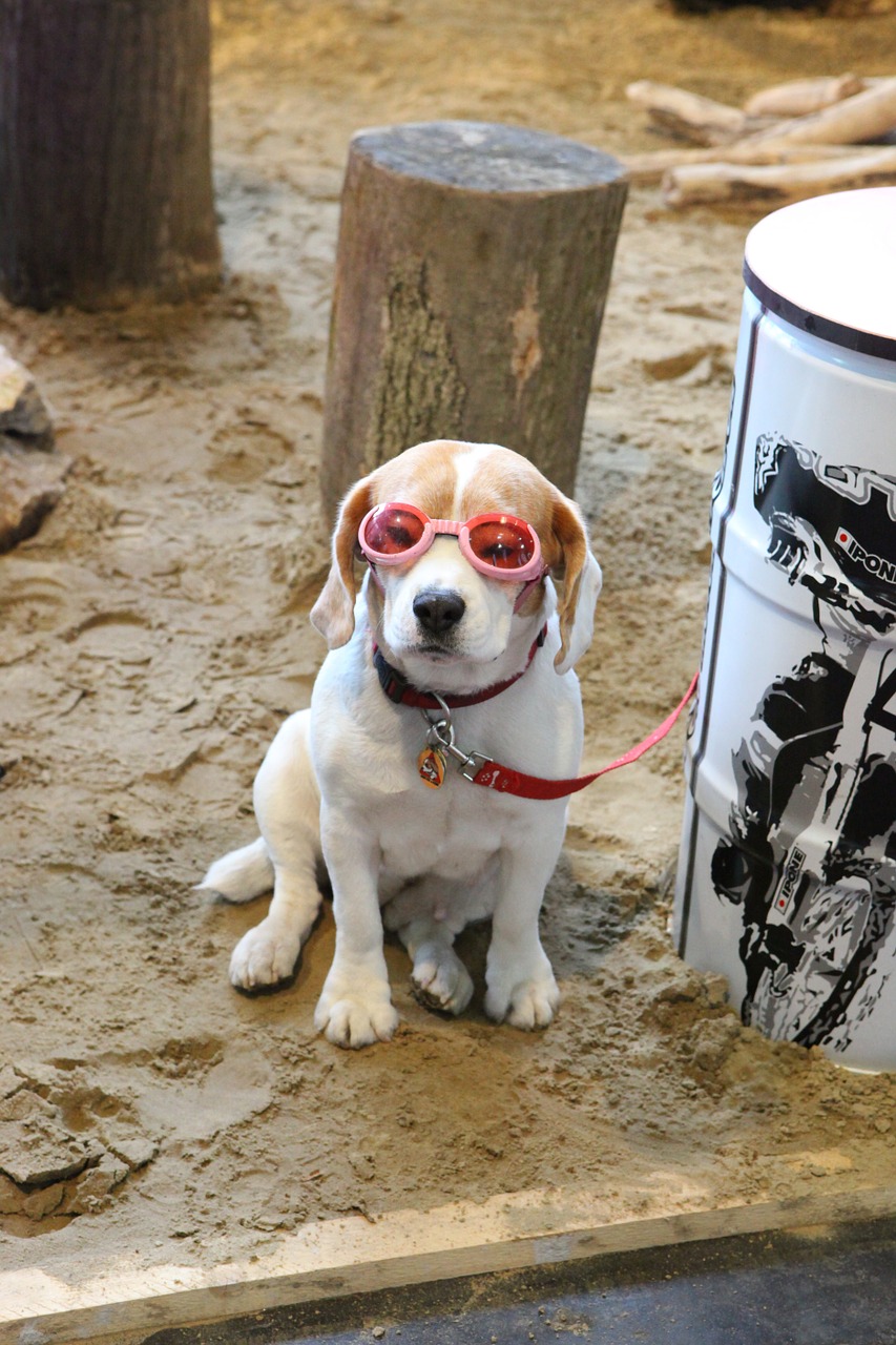 dog animal specs free photo