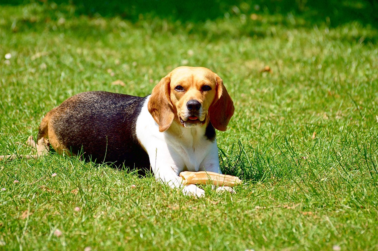 dog beagle game free photo