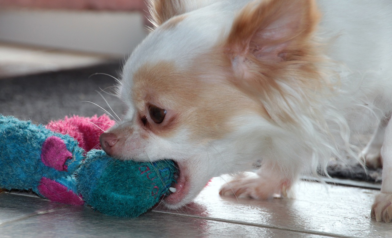 dog chihuahua white brown free photo