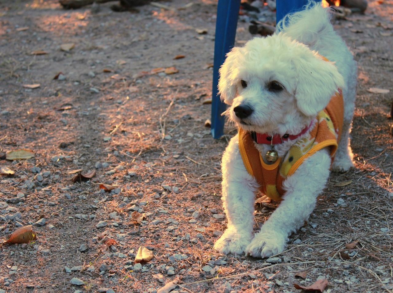 bichon frise dog pets free photo