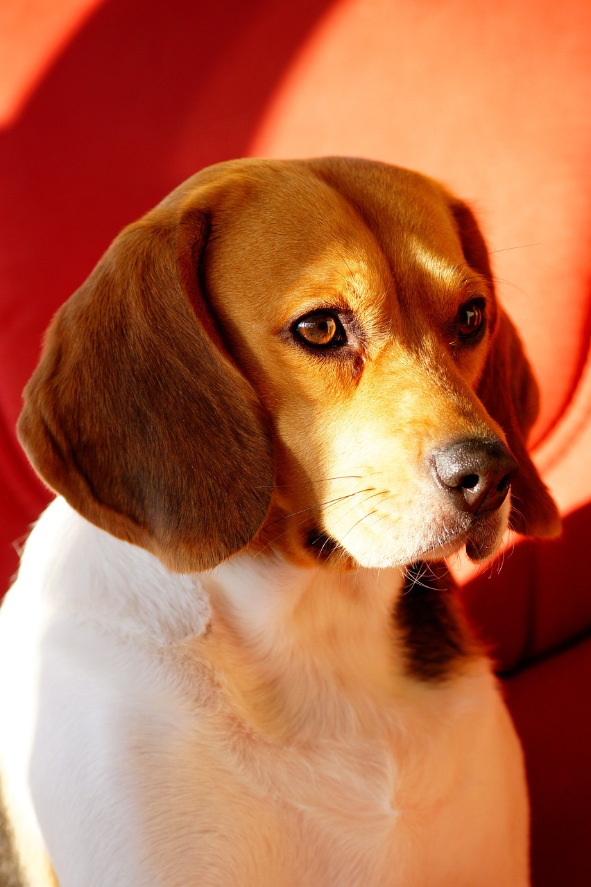 dog beagle intense look free photo