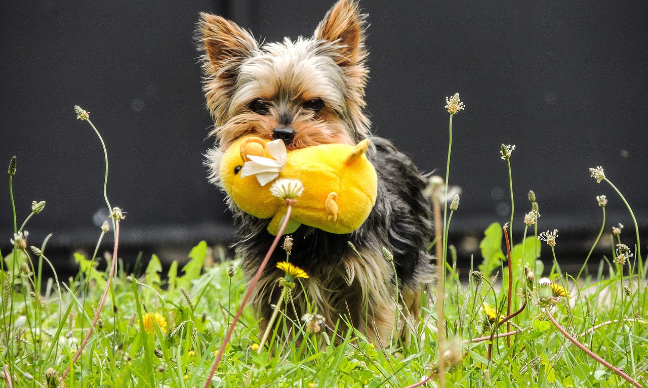 dog plush yorkshire terrier free photo