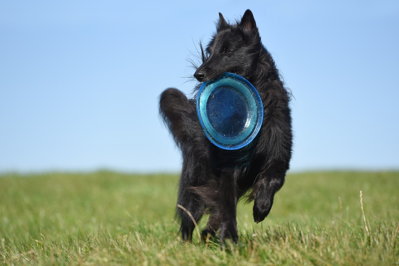 dog frisbee groenendael free photo