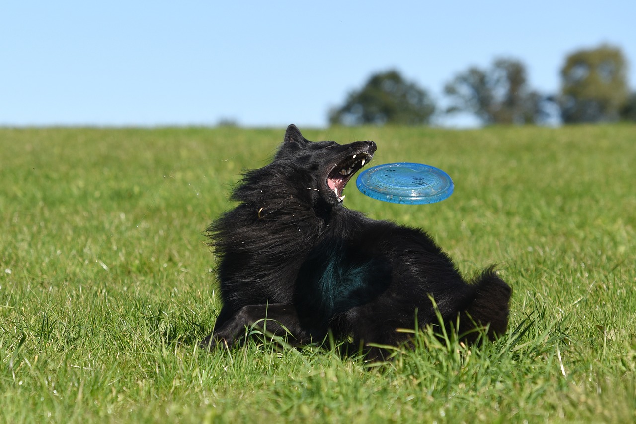 dog frisbee motion recording free photo