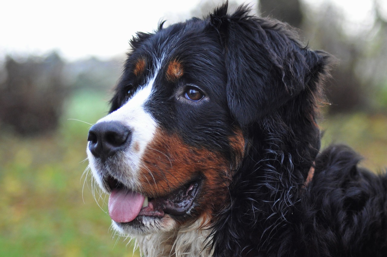 dog bernese mountain dog big dog free photo