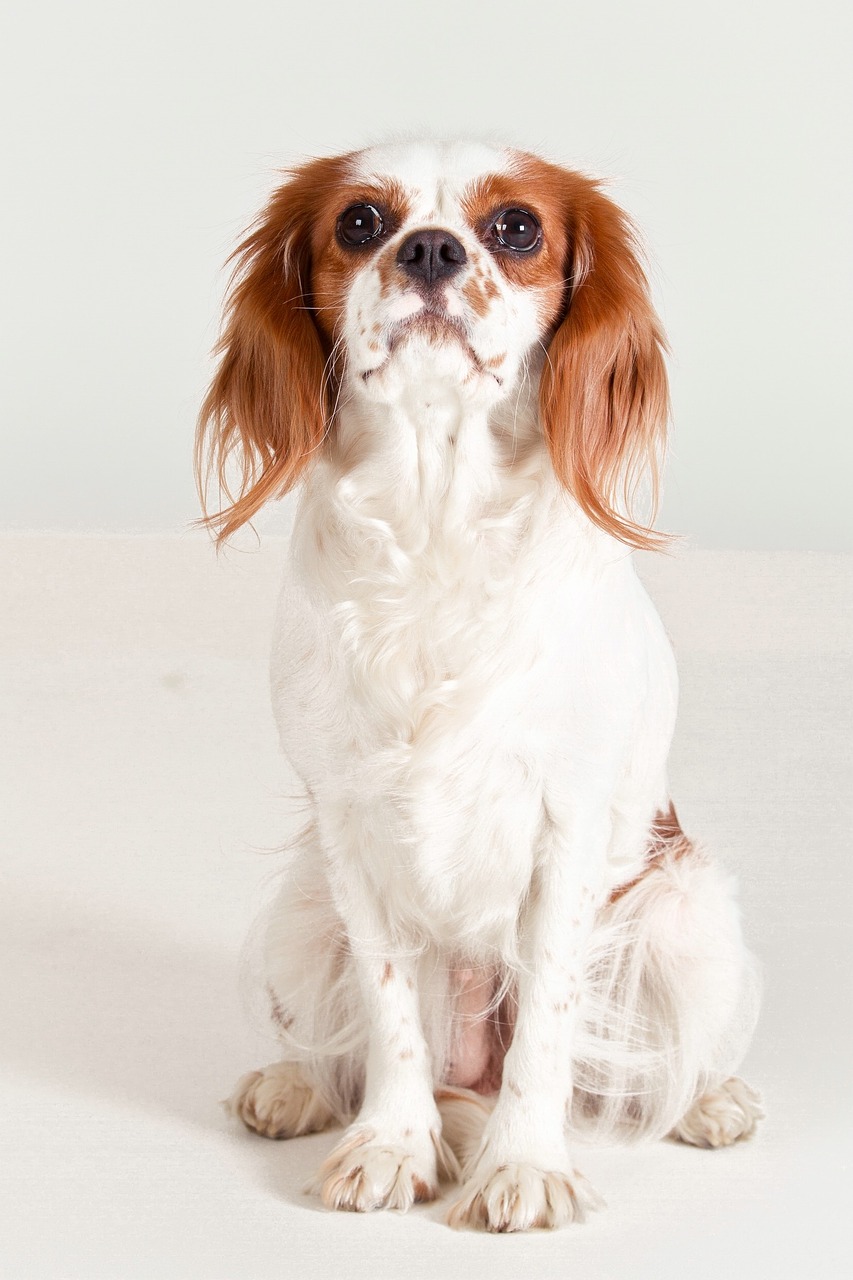 dog cavalier king charles spaniel purebred dog free photo