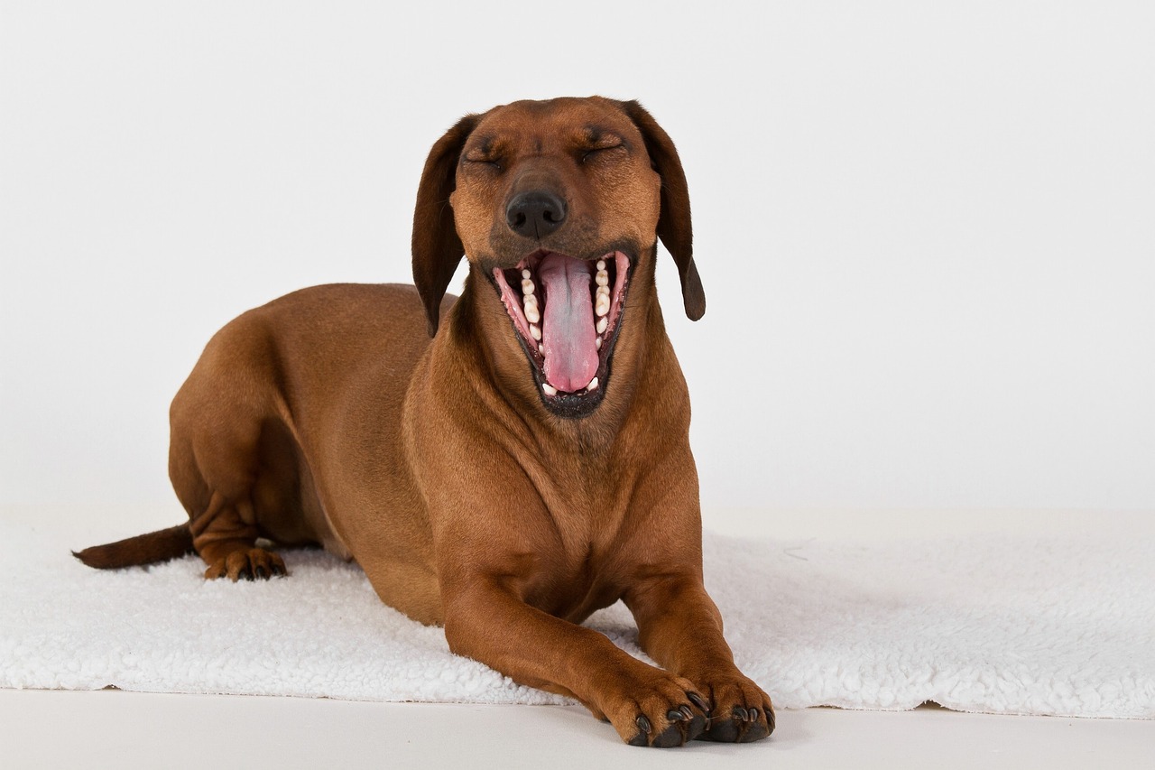 dog yawn lying free photo