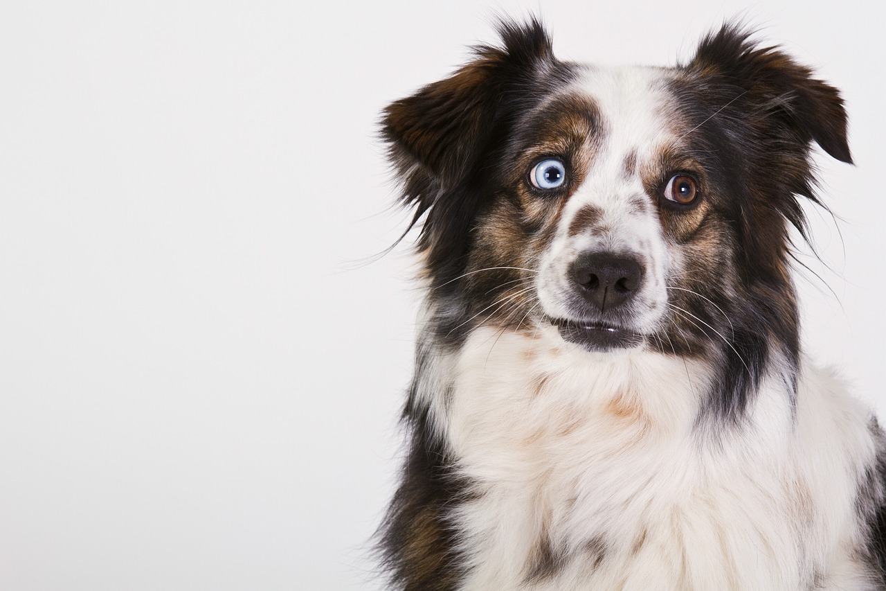 dog australian shepherd portrait free photo