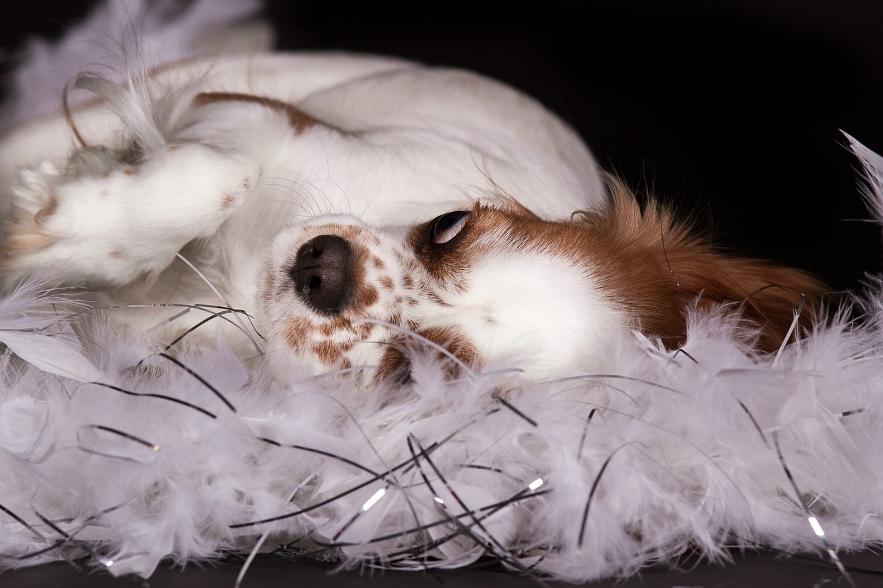 dog cavalier king charles spaniel lying free photo