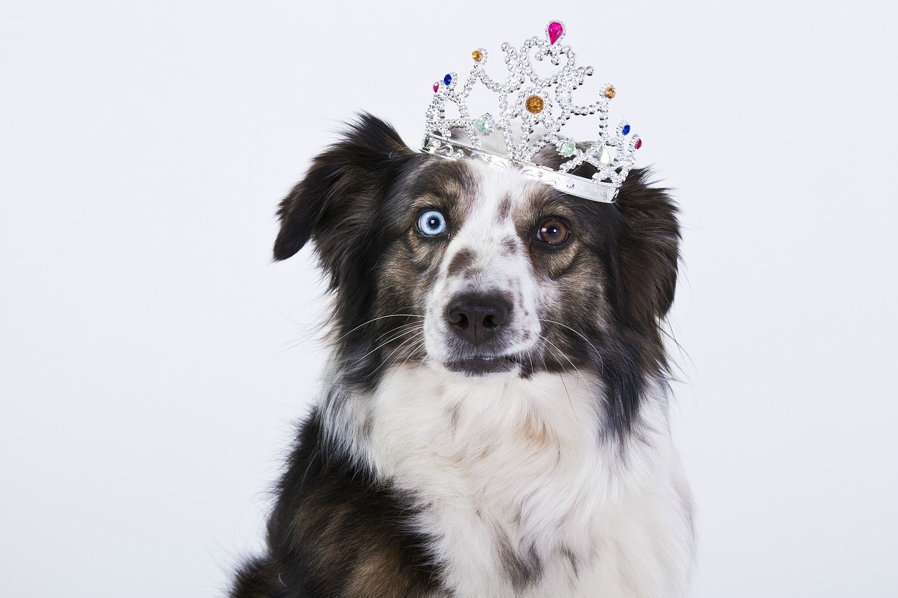 dog crown funny free photo