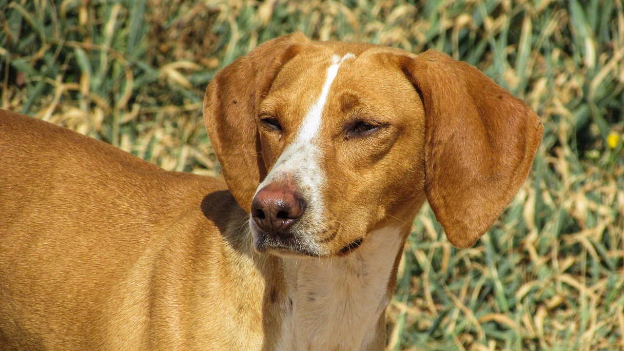 dog vizla brown free photo