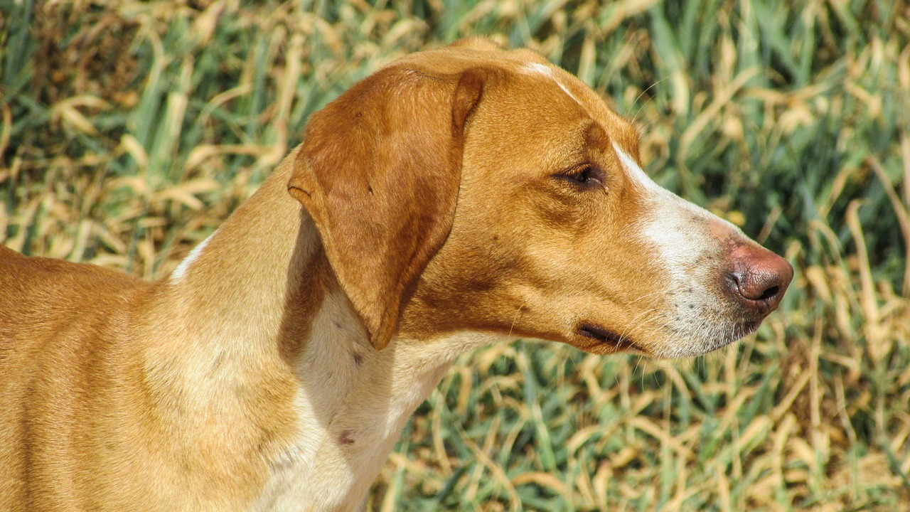 dog vizla brown free photo