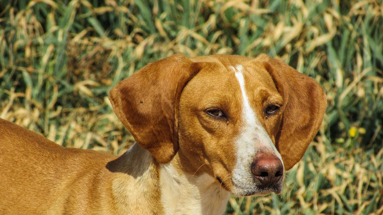 dog vizla brown free photo