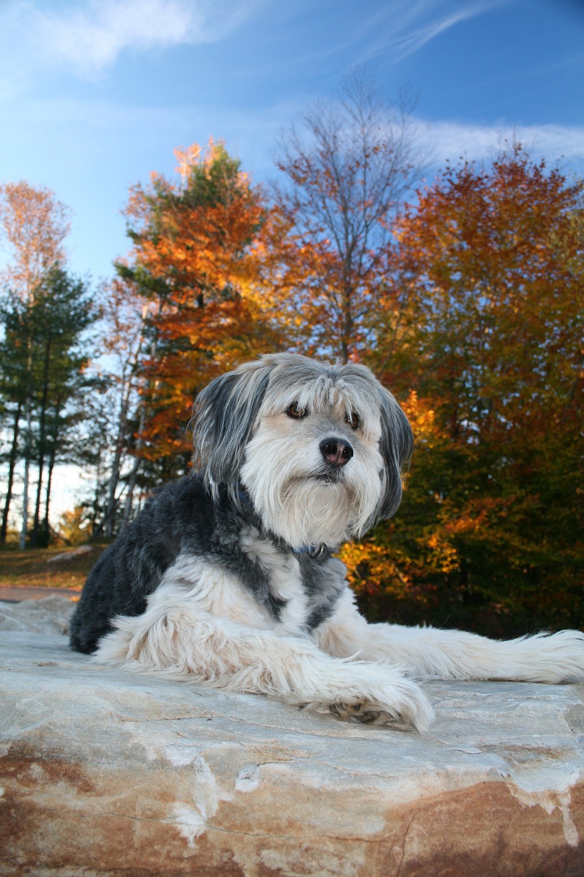 dog fall leaves free photo