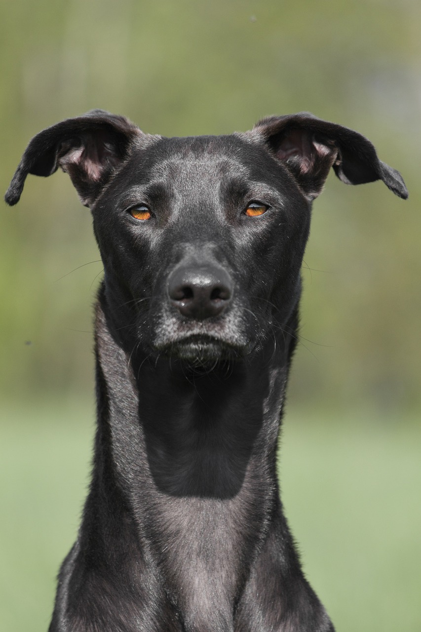 dog portrait galgo free photo