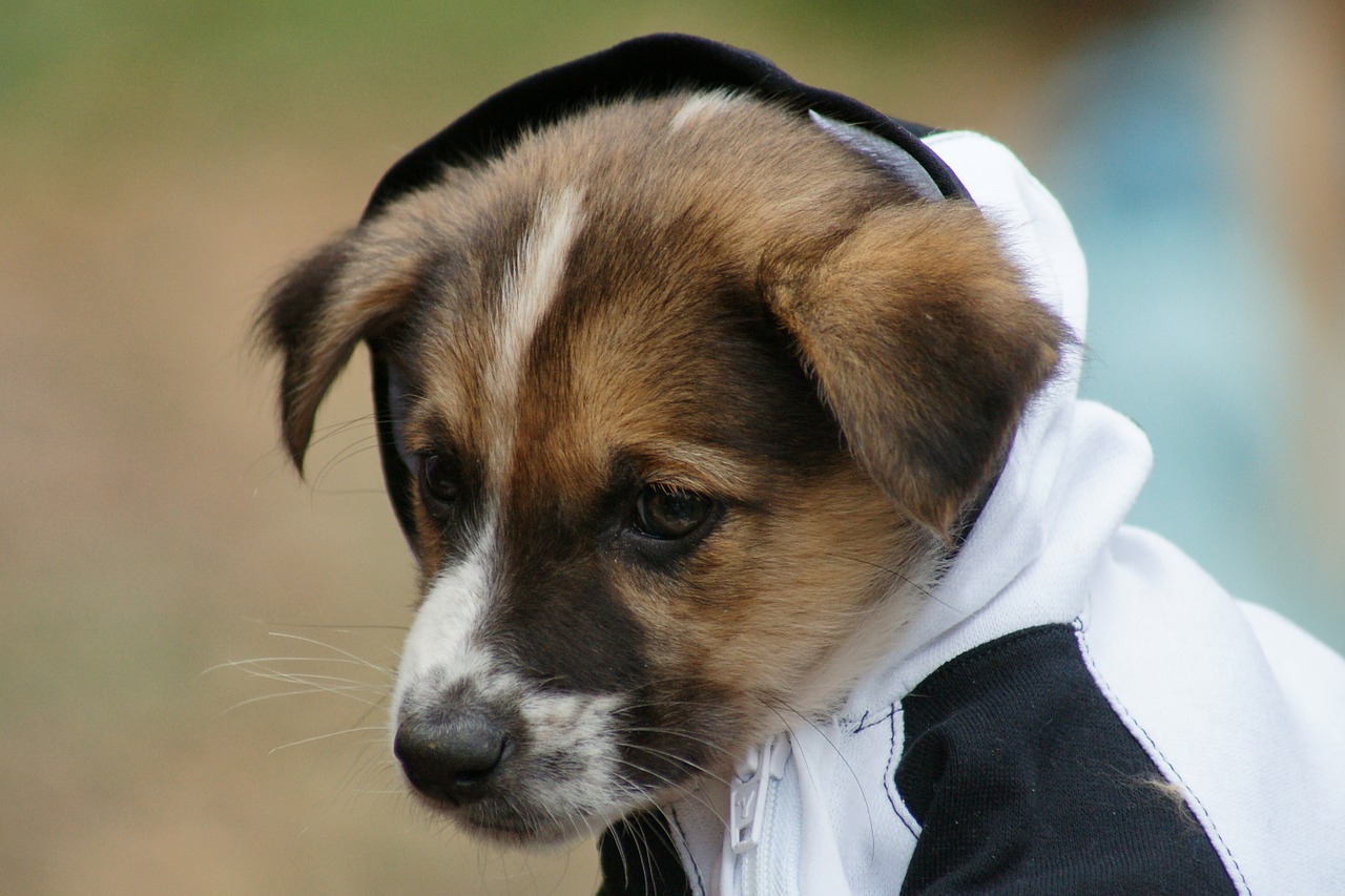 dog puppy milota free photo