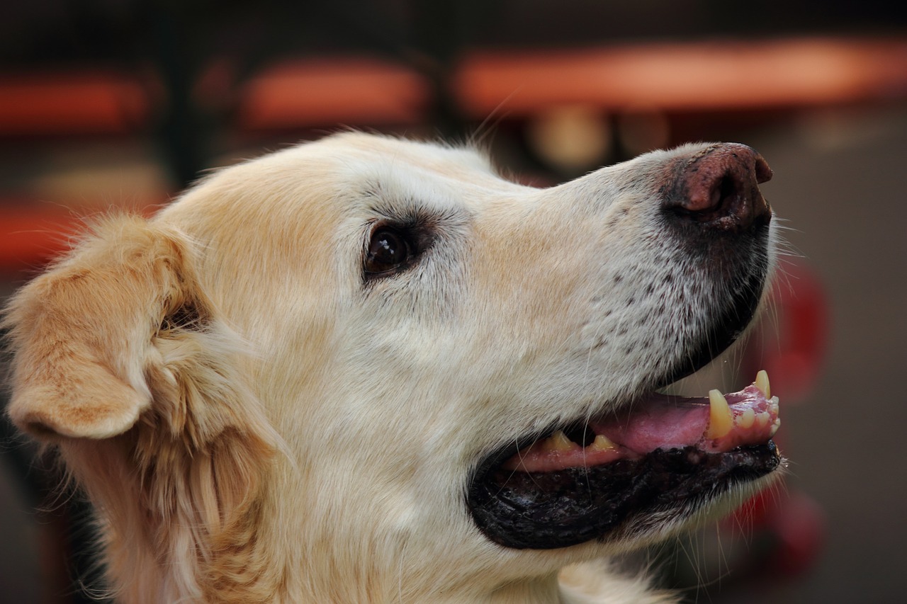 dog white joy free photo