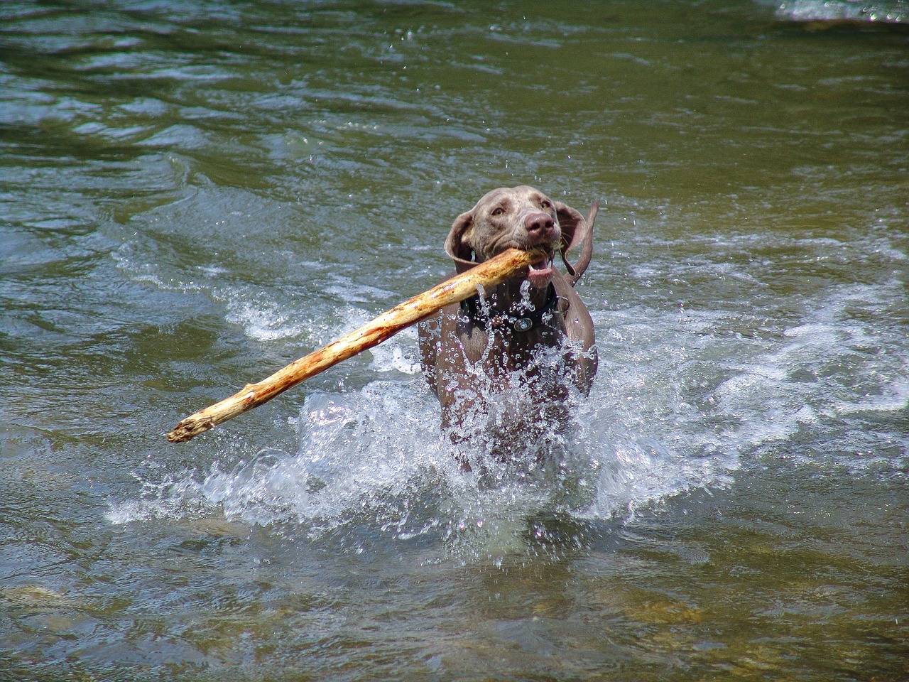 dog weimaraner water free photo