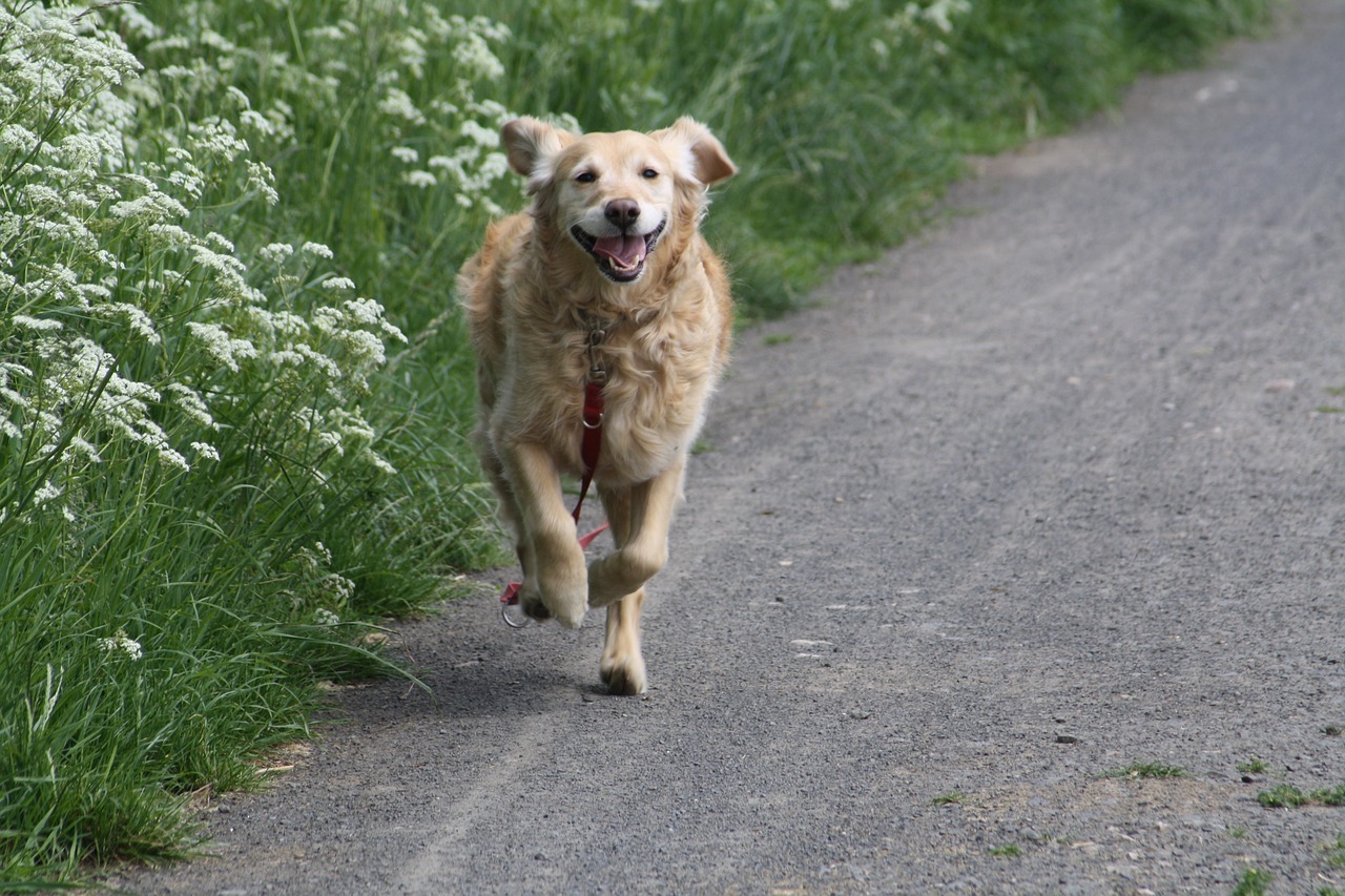 dog golden retriever free photo