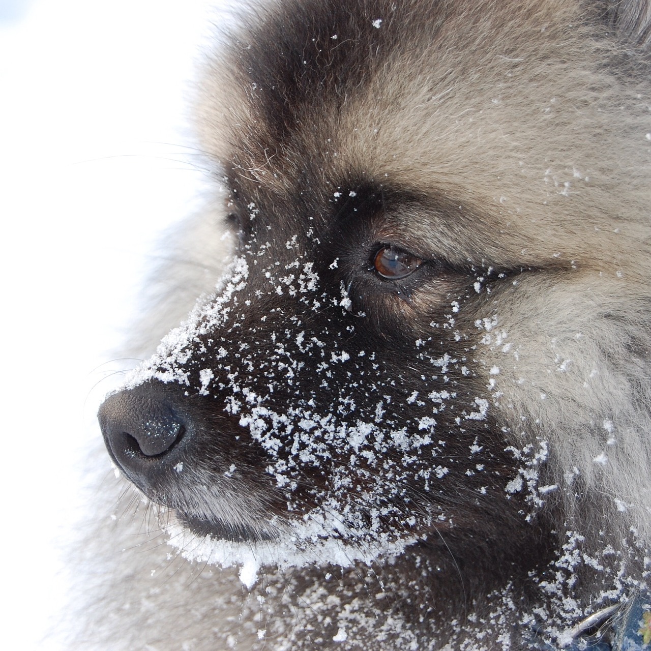 dog fluffy cute free photo