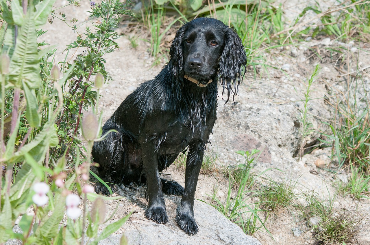 dog spaniel black free photo