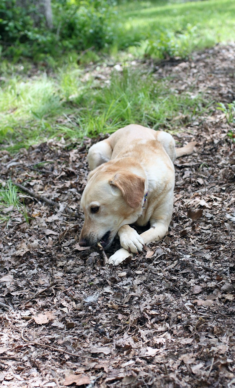 dog rescue yellow free photo