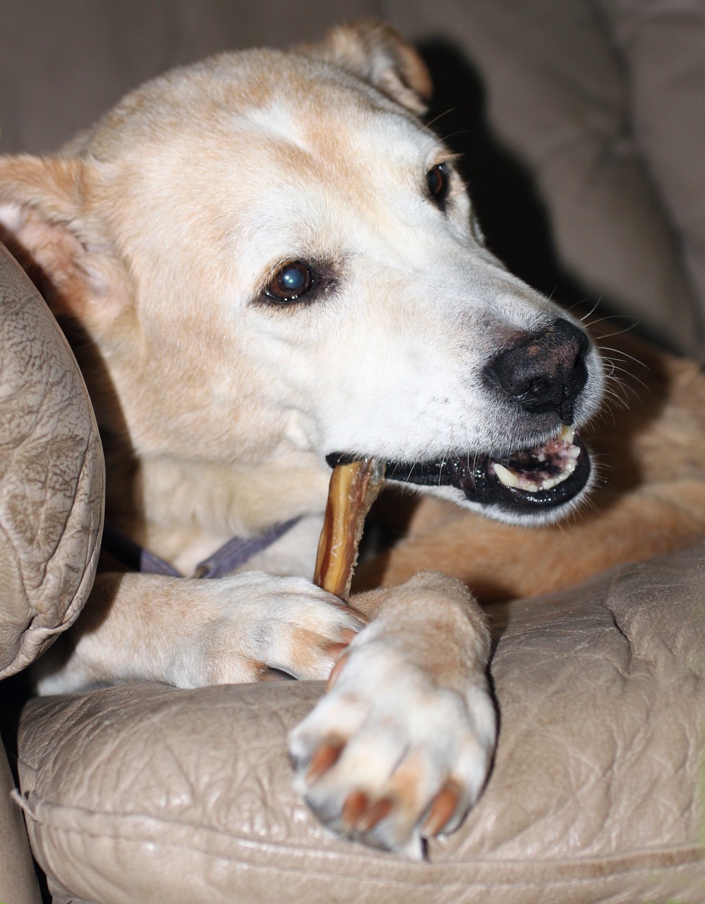 dog pet bone free photo