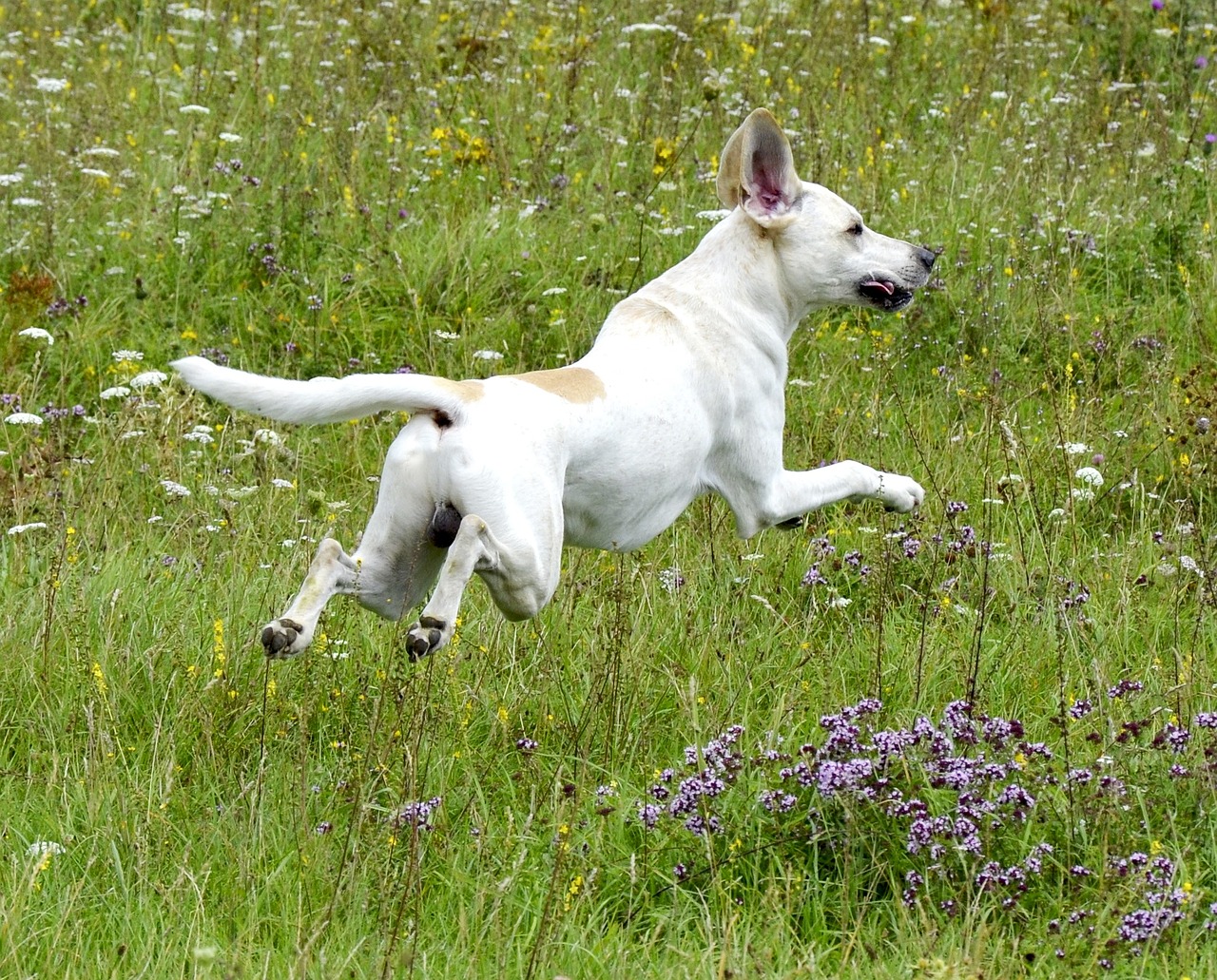 dog funny meadow free photo