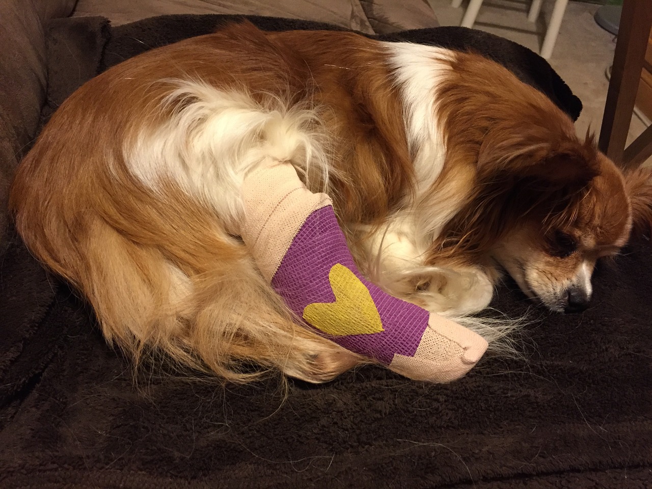 dog cast splint free photo