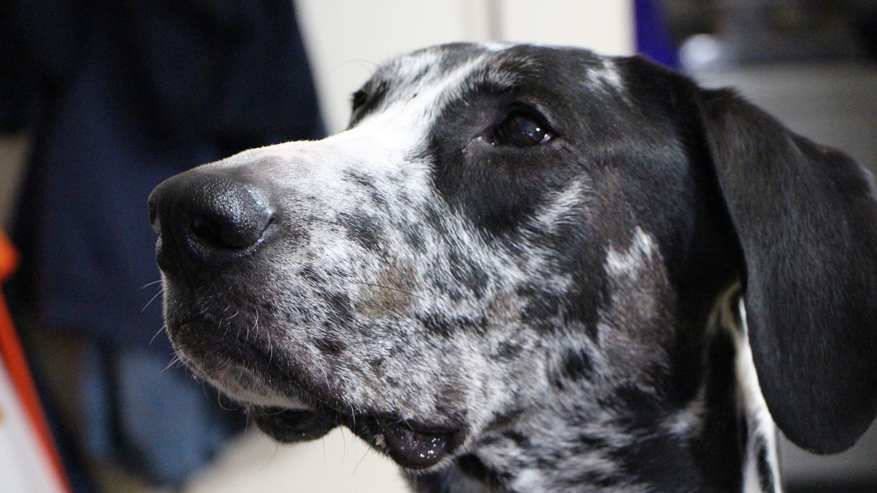 dog great dane cute dog free photo