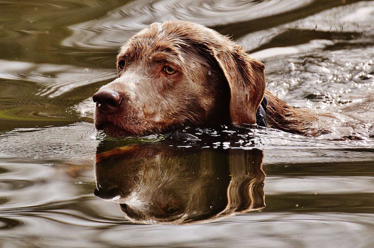 dog swim wet free photo
