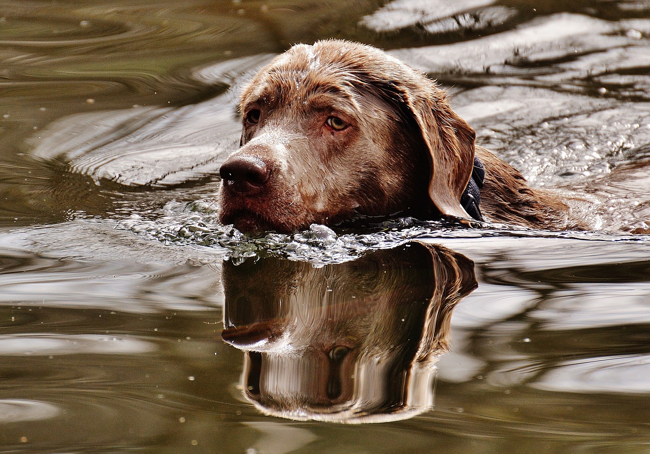 dog swim wet free photo