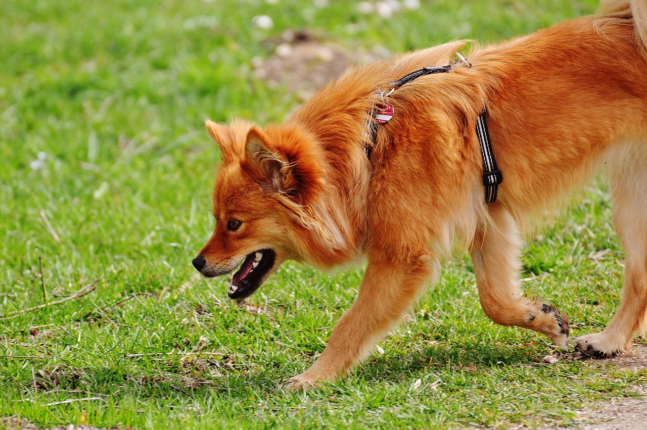 dog pet meadow free photo