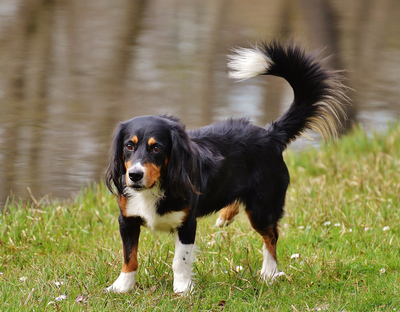 dog pet meadow free photo