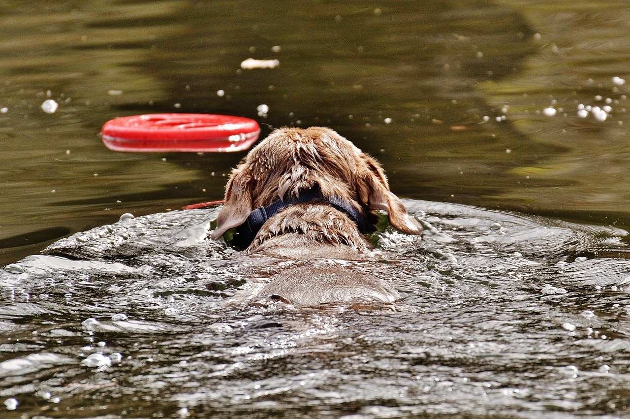 dog swim wet free photo