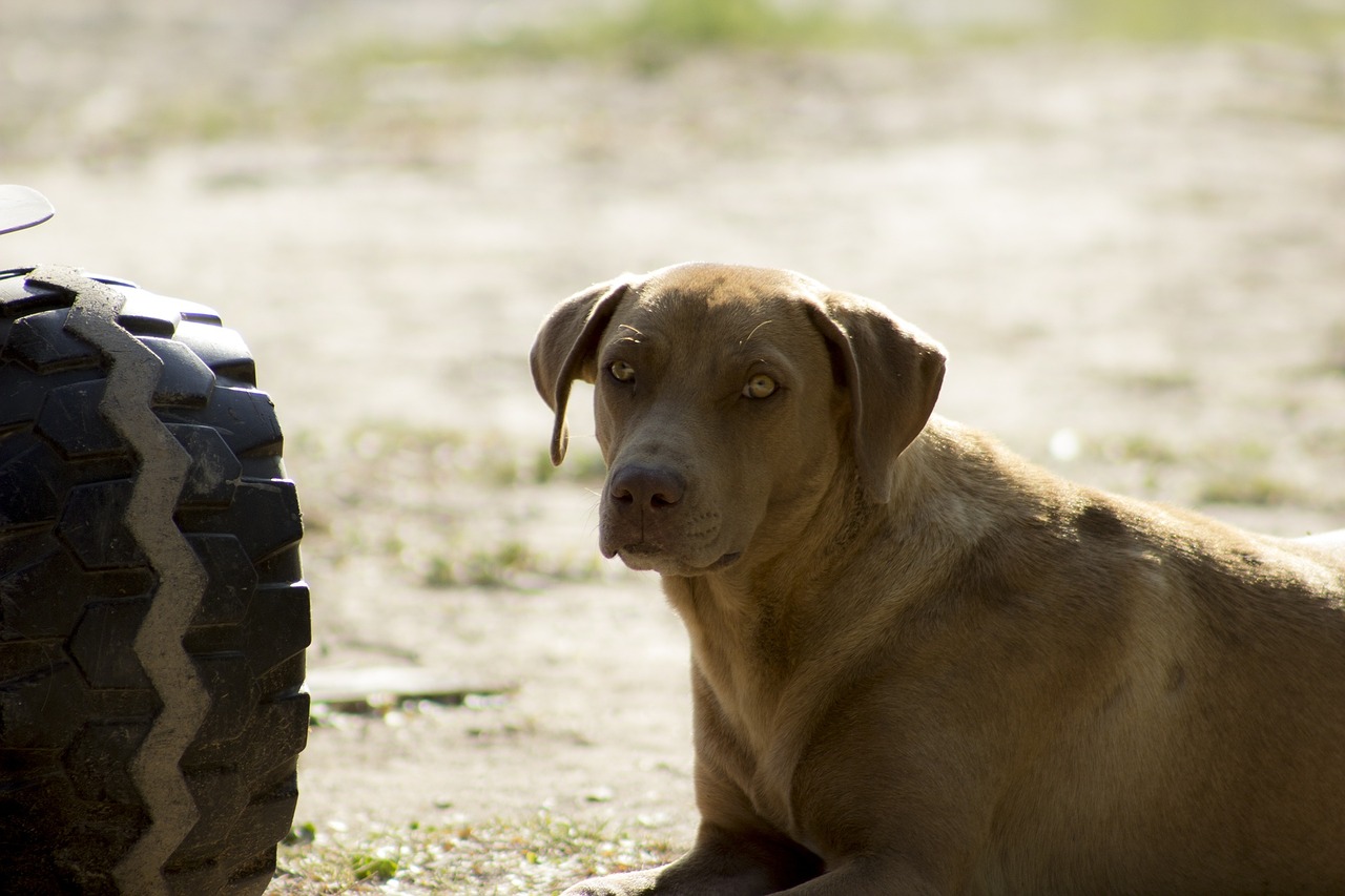 dog pet brown dog free photo